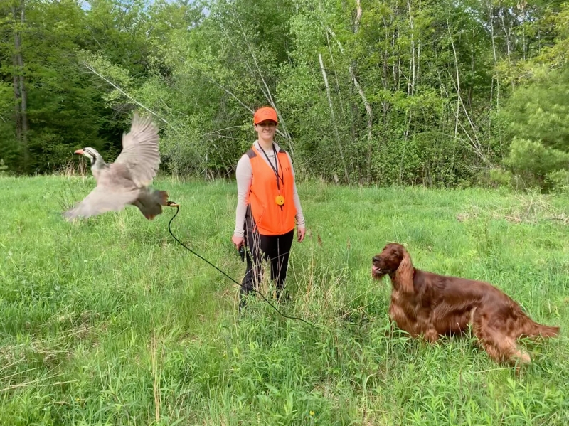 Irish Setter in Training