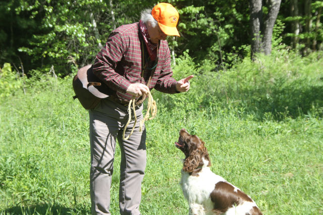 Field Bred English Springer Takes Direction