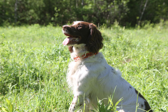 Field Bred English Springer