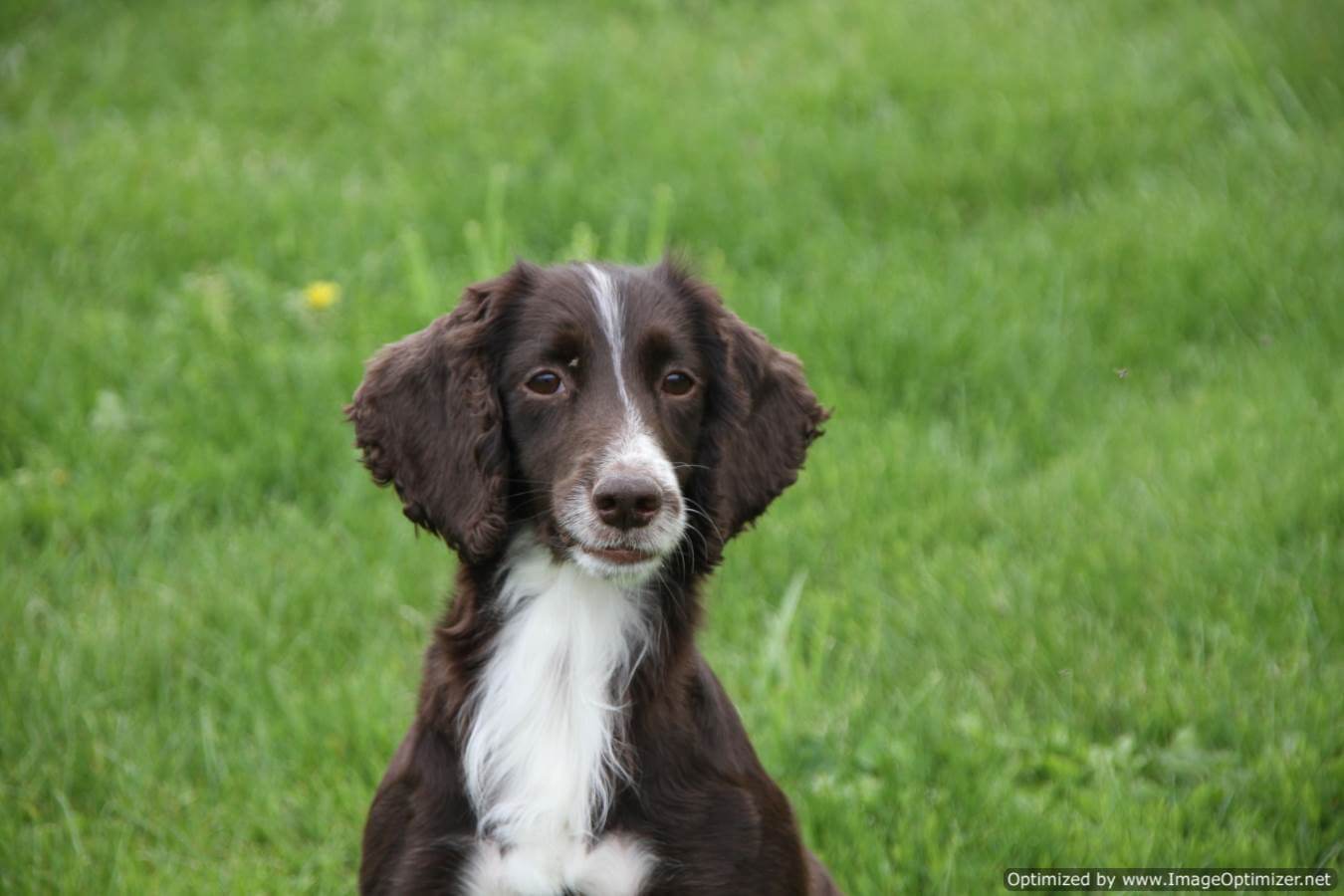 Field Bred English Cocker Spaniel